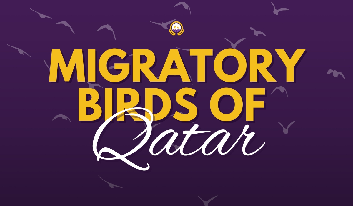 World Migratory Bird Day: A Celebration of Qatar's Avian Journey